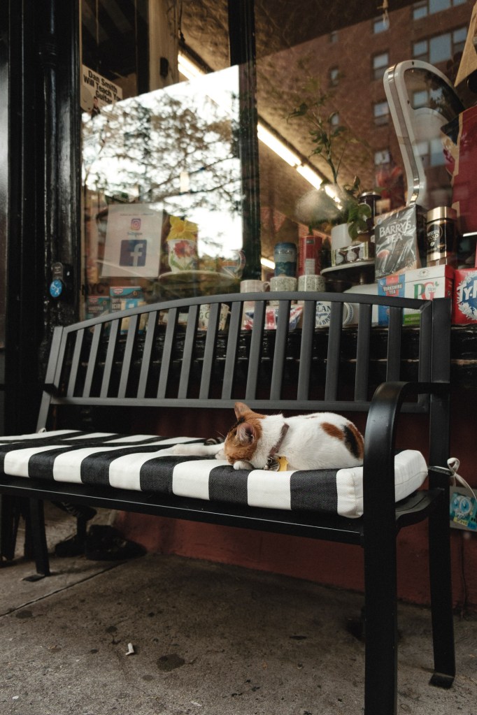 Sleeping bodega cat outside New York storefront photographed candidly using Fuji X-E2 travel photography setup.