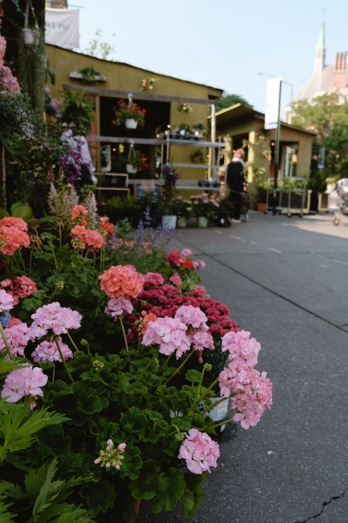 Flowers illuminated by natural sunlight outside Casey’s Flower Studio photographed using Fuji X-E2 travel camera.