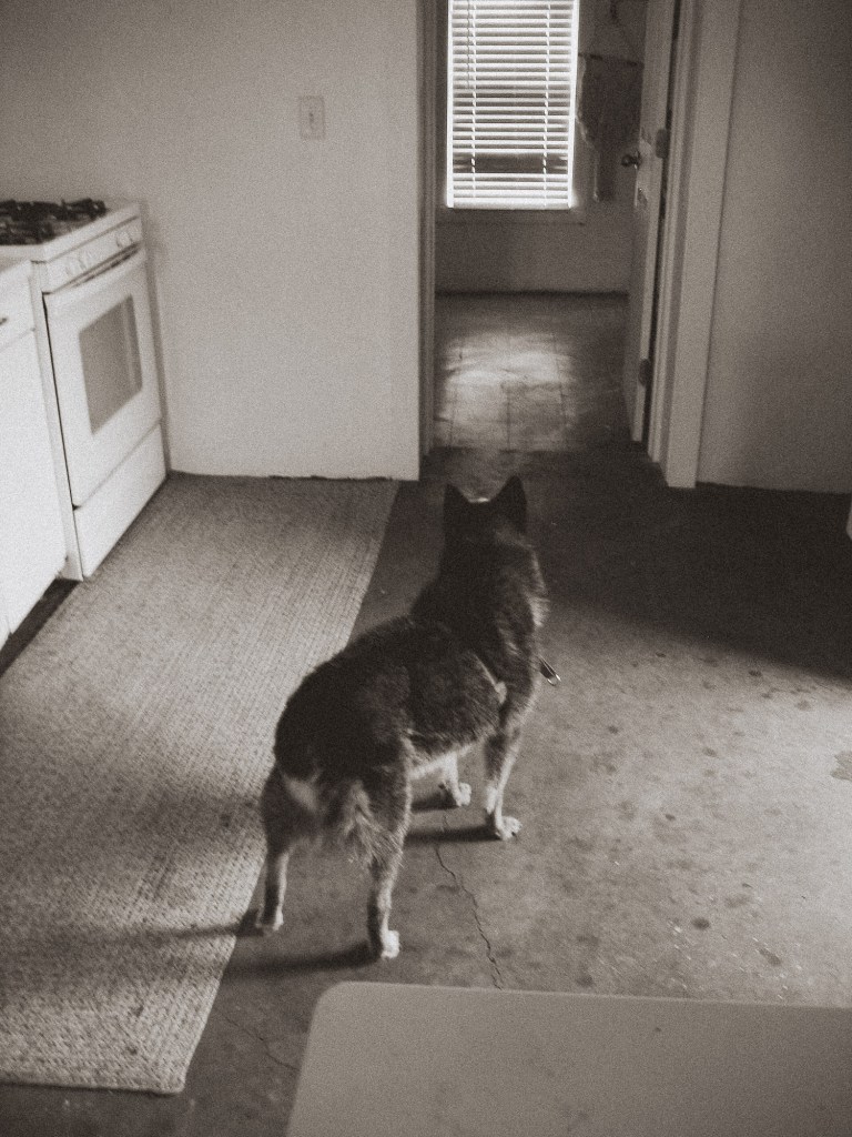 Black and white image of dog sitting inside Airbnb kitchen photographed with Canon SD600 point-and-shoot camera in Marfa, Texas.
